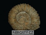 amonit mantelliceras