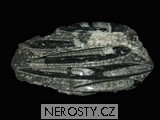 deska ortoceras