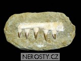 �elist mosasaurus