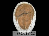 trilobit paradoxides