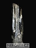 v� ortoceras