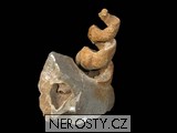 gastropod turritella