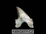 apofylit, Poona, Indie�ralok otodus obliquus, Fosf�tov� doly Khouribga, provincie Er-rachidia, Maroko