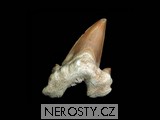 žraločí zub otodus obliquus - 519 žraločí zub otodus obliquus