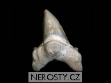 �ralo�� zub otodus obliquus