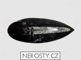 ortoceras