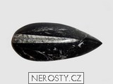 ortoceras