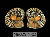 amonit - 893 amonit