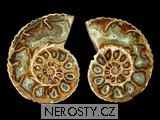 amonit cleoniceras cleon - 1111 amonit cleoniceras cleon