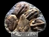 trilobit