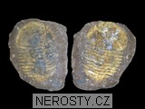 trilobit - 1751 trilobit