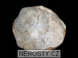 mlž - 1959 mlž