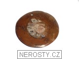 amonit - 2346 amonit