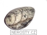 ortoceras