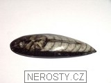 ortoceras