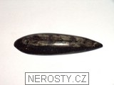 ortoceras