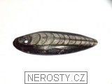 ortoceras