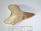 zub,carcharias hopei