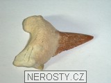 zub,carcharias hopei