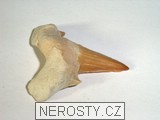 zub,carcharias hopei