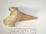 zub - 2453 zub