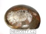 amonit - 2459 amonit