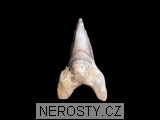 zub,otodus obliquus