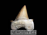 zub,otodus obliquus