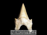 zub - 2657 zub