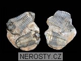 trilobit - 2661 trilobit