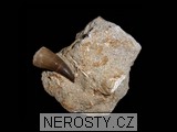 zub,mosasaurus anceps