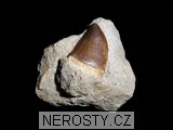 zub,mosasaurus anceps