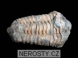 trilobit