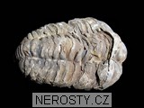 trilobit - 2699 trilobit