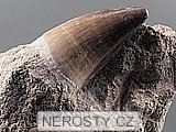 zub + mosasaurus anceps