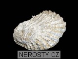 ústřice - 2734 ústřice