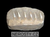 �elist,enchodus