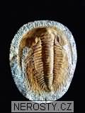 trilobit paradoxides