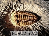 trilobit + termierella
