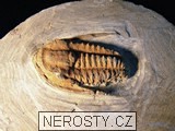 trilobit + vce neureno