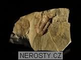 trilobit + symphysurus sp.