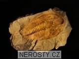 trilobit + paradoxides sp. + acadoparadoxides? nobilis