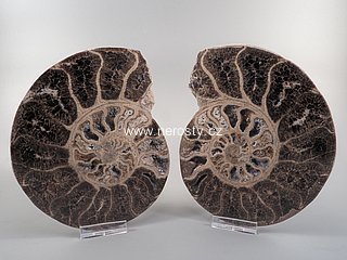 amonit + choffaticeras segne + ob� poloviny