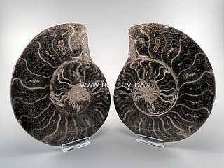 amonit + choffaticeras segne + ob� poloviny