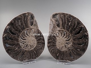 amonit + choffaticeras segne + ob� poloviny