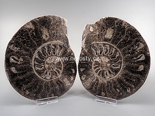 amonit + choffaticeras segne + ob� poloviny