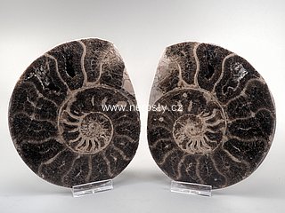 amonit + choffaticeras segne + ob� poloviny