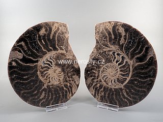 amonit + choffaticeras segne + ob� poloviny