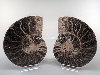 amonit + choffaticeras segne + ob� poloviny