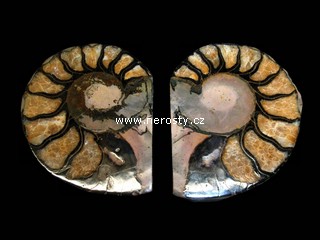amonit + discoclymenia sp.